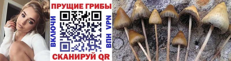 Галлюциногенные грибы Psilocybine cubensis  Энем 